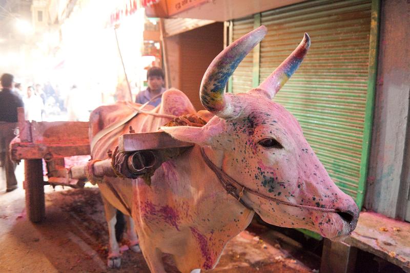 Holi